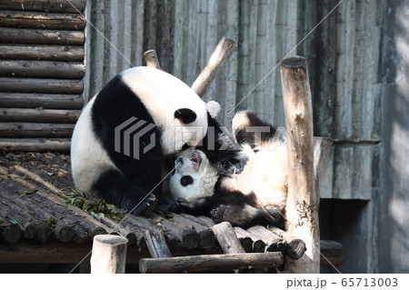 かわいい 絶滅危惧種 逆さ ジャイアントパンダの写真素材