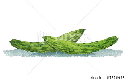 ゴーヤのイラスト素材集 ピクスタ