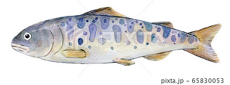 川魚のイラスト素材