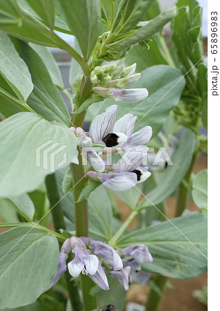そら豆の花 ソラマメの花 紫 ソラマメの写真素材