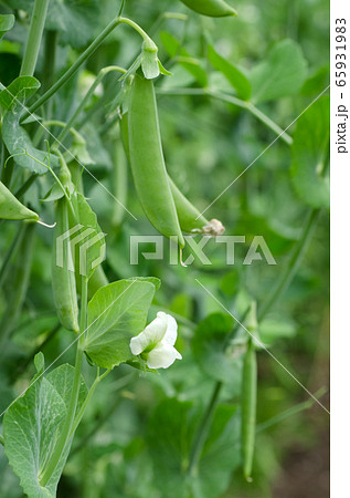 さやえんどう 白い花 花 白の写真素材