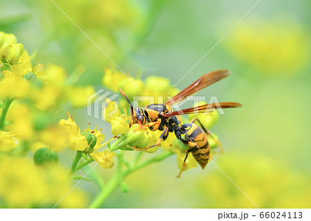 蜂 スズメバチ ミツバチ の写真素材集 ピクスタ