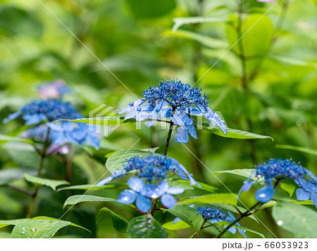 雨上がり 紫陽花の写真素材