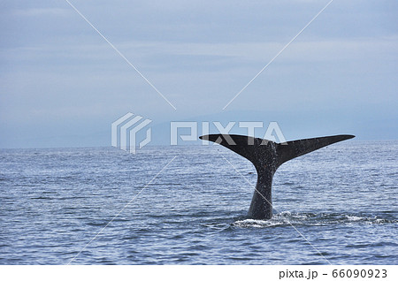 マッコウクジラの写真素材