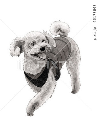 犬 鉛筆画 肖像画 デッサンのイラスト素材