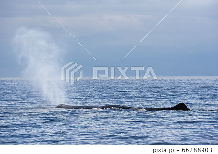潮吹き クジラの写真素材