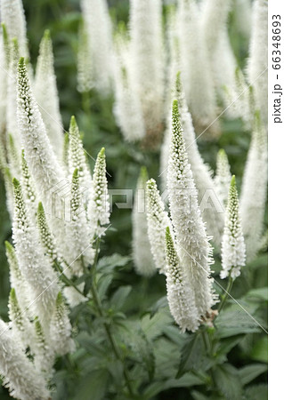 白いベロニカの花の写真素材