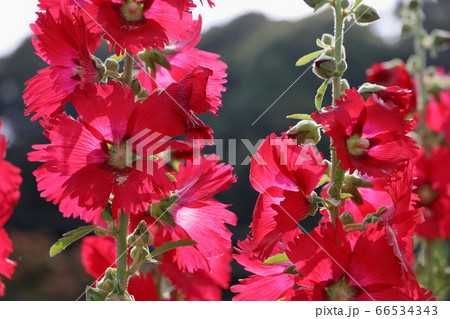 コケコッコー花 花びらの写真素材