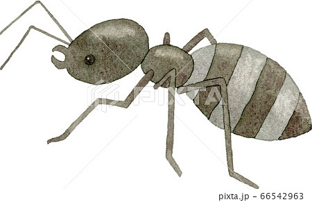 アリ 蟻 のイラスト素材集 Pixta ピクスタ