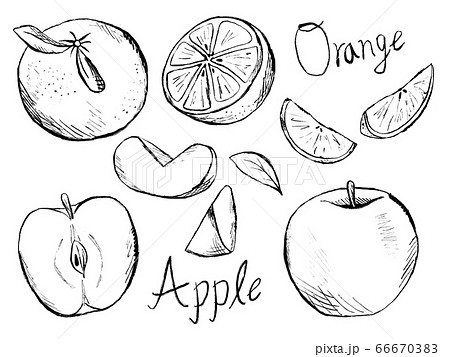 白黒 林檎 オレンジ Appleのイラスト素材