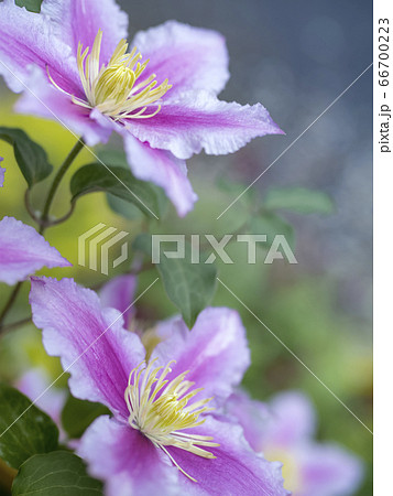 クレマチス ピールの花の写真素材
