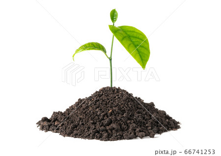 ロメオ種子 発芽 参考画像 undo on X: 