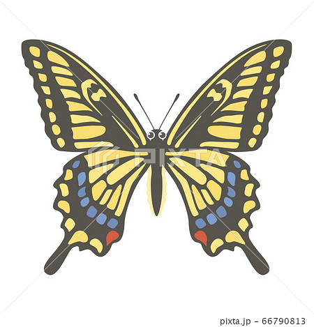 アゲハチョウのイラスト素材