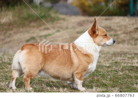 犬の立ち姿の写真素材