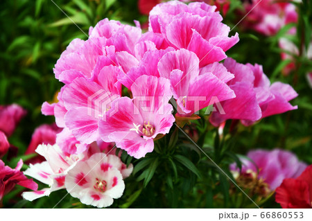 イロマツヨイの写真素材