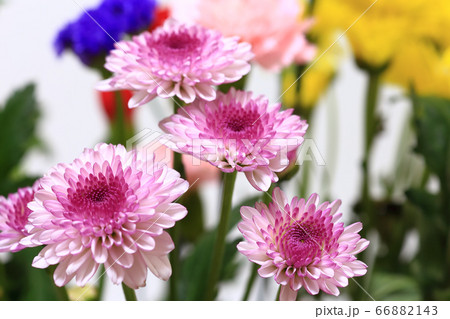 カリメロ スプレー菊 花の写真素材