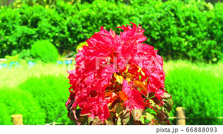 アマランサス 花 ヒユ科 植物の写真素材