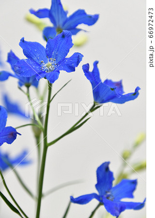 デルフィニウム 花 白バック 白背景の写真素材