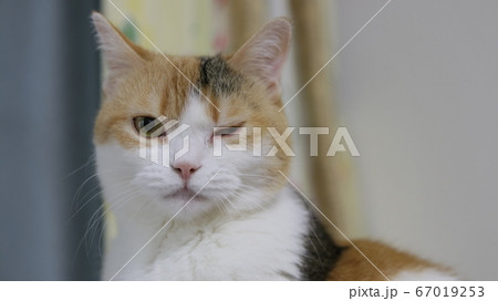 動物 猫 ウインク ペットの写真素材