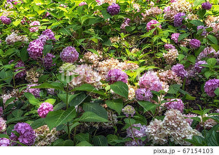 アジアンビューティー アジサイ 紫陽花 アジサイ科の写真素材