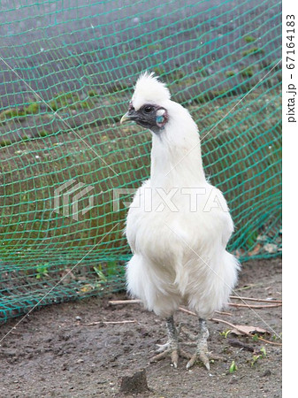 烏骨鶏 ウコッケイ 鶏 メスの写真素材