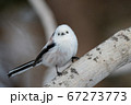 北海道に生息の可愛い野鳥の写真素材