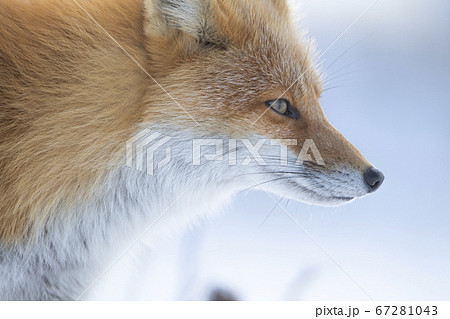 キタキツネ きつね 横顔 キツネの写真素材