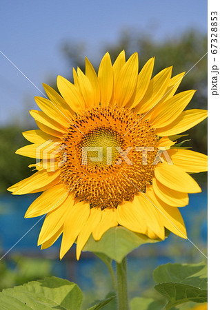 花 向日葵 麦わら帽子 ひまわり畑の写真素材