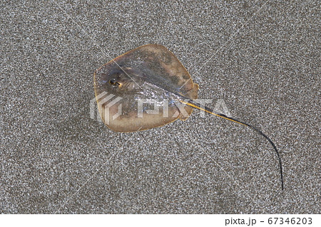 エイ エイヒレ 刺 毒 軟体動物の写真素材