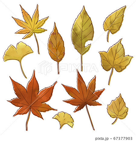 葉っぱ 秋 落ち葉 紅葉のイラスト素材
