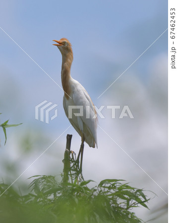 尼鷺
