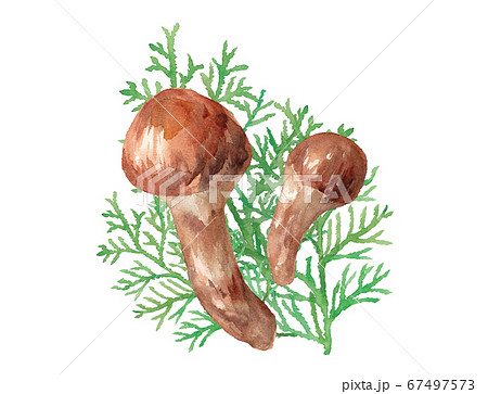 松茸のイラスト素材集 ピクスタ