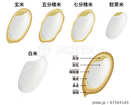 米のイラスト素材集 ピクスタ