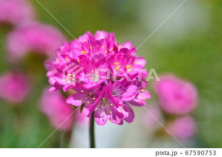丸い ピンク 花 ピンクの丸い花の写真素材