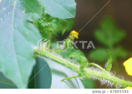 花 スイカ 西瓜 雌花の写真素材 花 スイカ 西瓜 雌花の写真素材