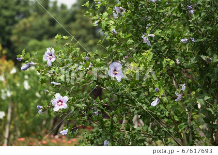 ムグンファ 花の写真素材