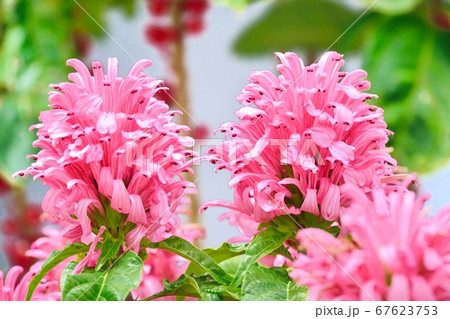 ブラジル原産 花の写真素材