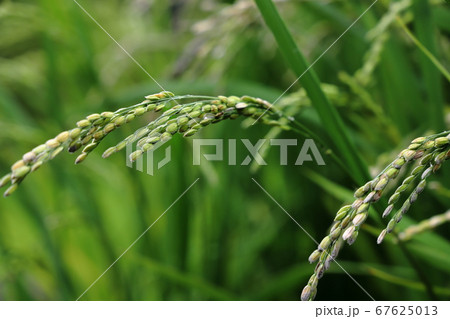 稲 イネ 稻 禾 ジャポニカ種の写真素材 稲 イネ 稻 禾 ジャポニカ種の写真素材
