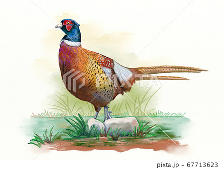 Green Pheasant Illustrations