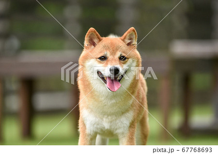 秋田犬の写真素材