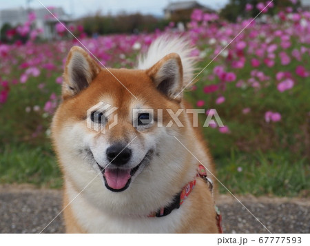 柴犬 コスモス 犬 日本犬の写真素材