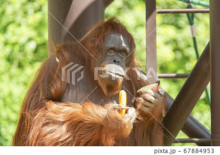 オランウータン オラウータンの写真素材