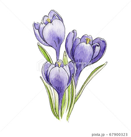 クロッカス 花 イラスト 水彩の写真素材