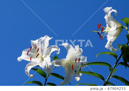 ユリの花の写真素材