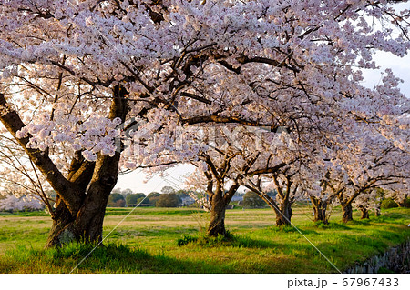 春 桜 さくら 平城宮跡の写真素材