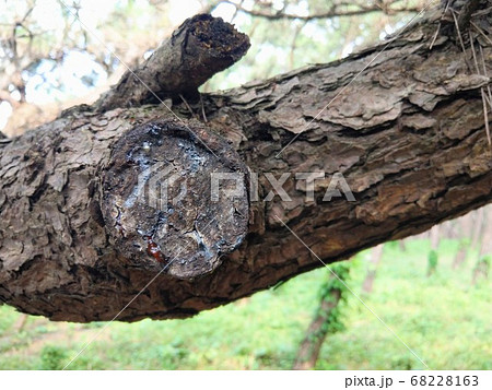 松脂 樹液の写真素材