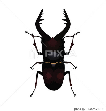 ノコギリクワガタの雄のイラスト素材