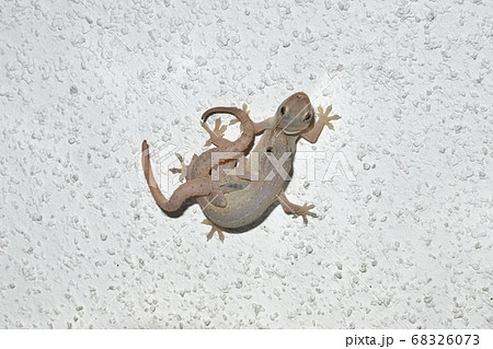 ホオグロヤモリの交尾の写真素材