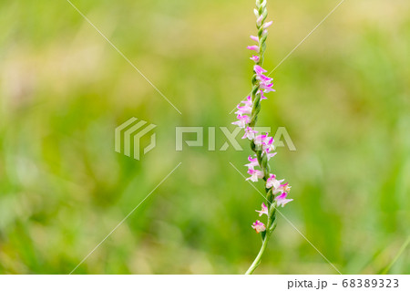 ねじねじの花 ピンクのネジバナの写真素材 6323