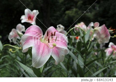 ユリ 花 ピンク 百合の写真素材